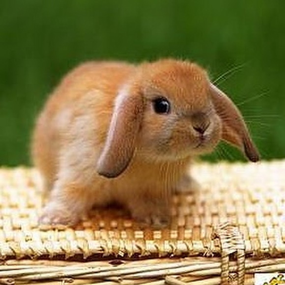 Meet your Posher, Ivy - Picture 1 of 1